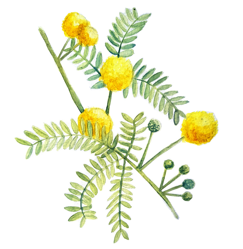 Acacia-caven. Ilustradora Natalia Buckowski.
