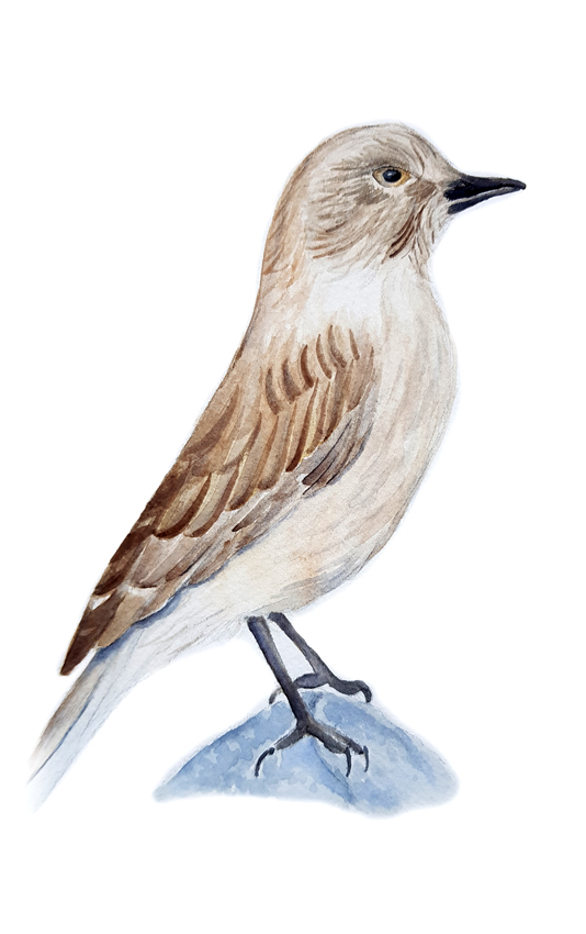 Agriornis-Livida. Ilustradora Natalia Buckowski.