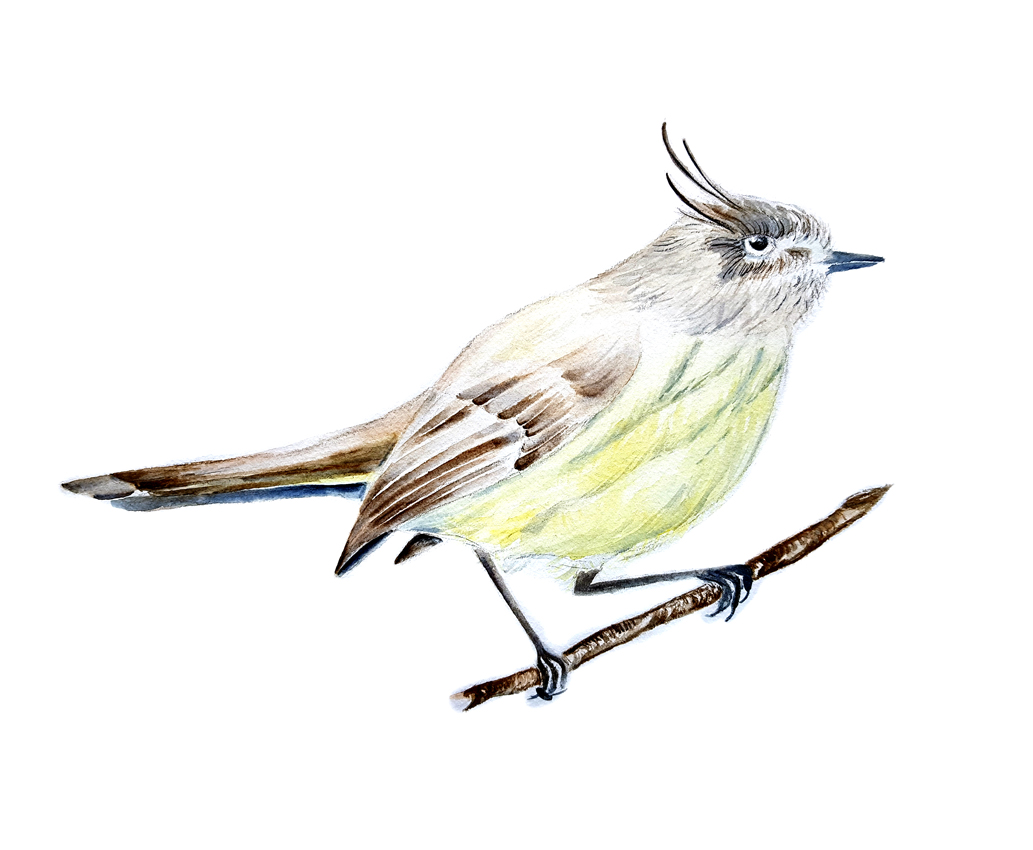 Anairetes-Parulus. Ilustradora Natalia Buckowski.