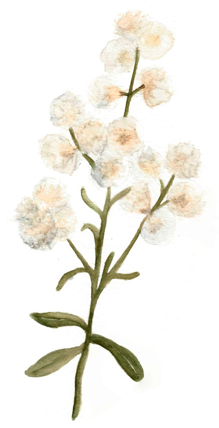 Baccharis-Paniculata-Chila. Ilustradora Natalia Buckowski.