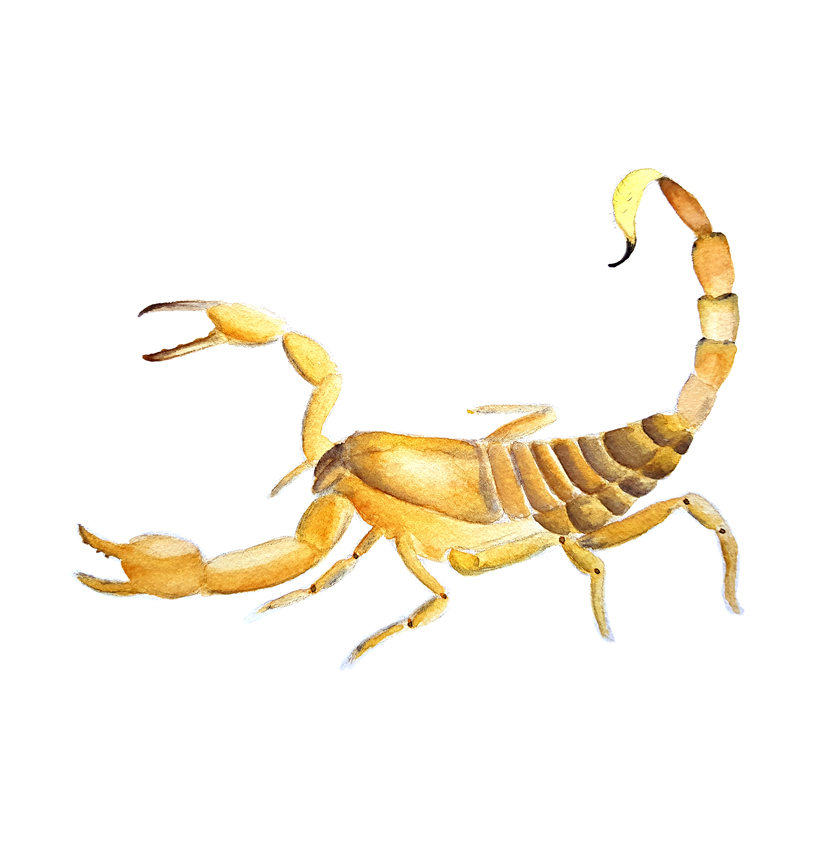 Bothriurus-Sp. Ilustradora Natalia Buckowski.