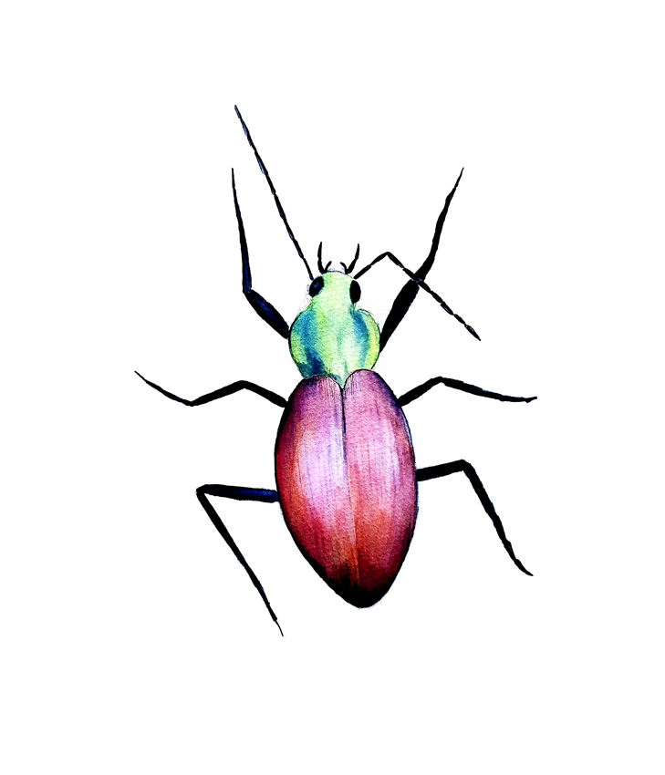 Ceroglossus-Sp. Ilustradora Natalia Buckowski.