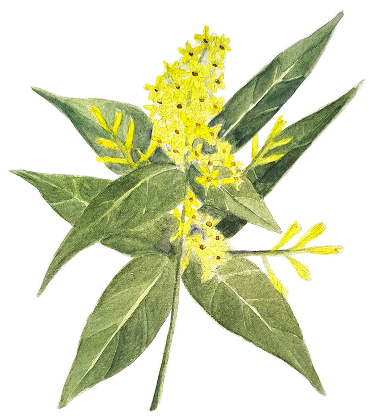 Cestrum-parqui. Ilustradora Natalia Buckowski.