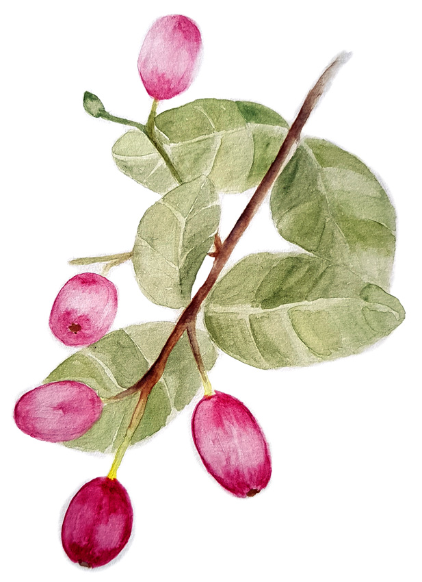 Cryptocarya-alba. Ilustradora Natalia Buckowski.