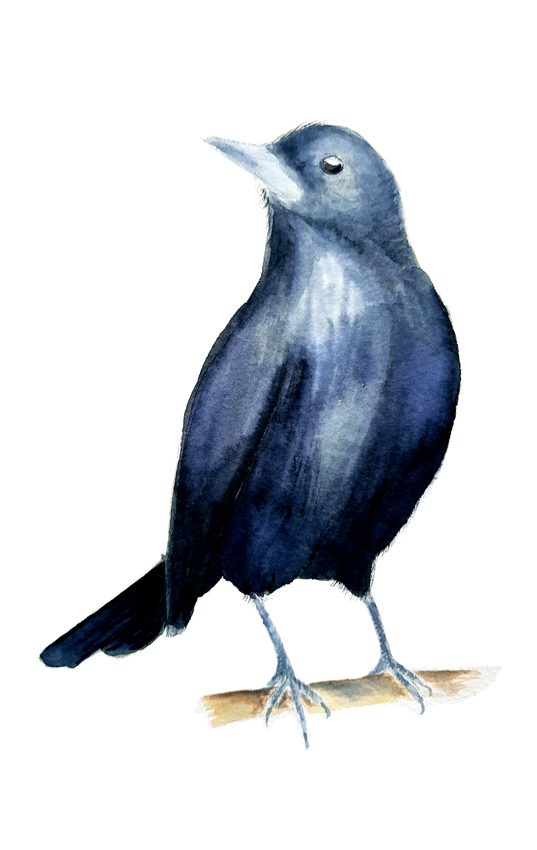 Curaeus-Curaeus. Ilustradora Natalia Buckowski.