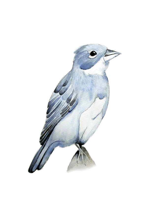 Diuca-Diuca. Ilustradora Natalia Buckowski.