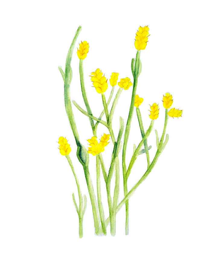 Ephedra-chilensis. Ilustradora Natalia Buckowski.