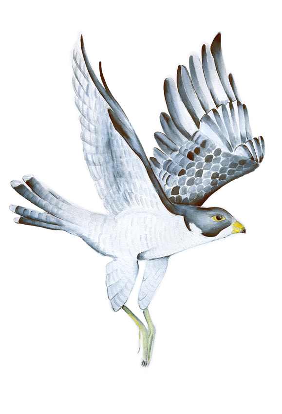 Falco-Peregrinus. Ilustradora Natalia Buckowski.