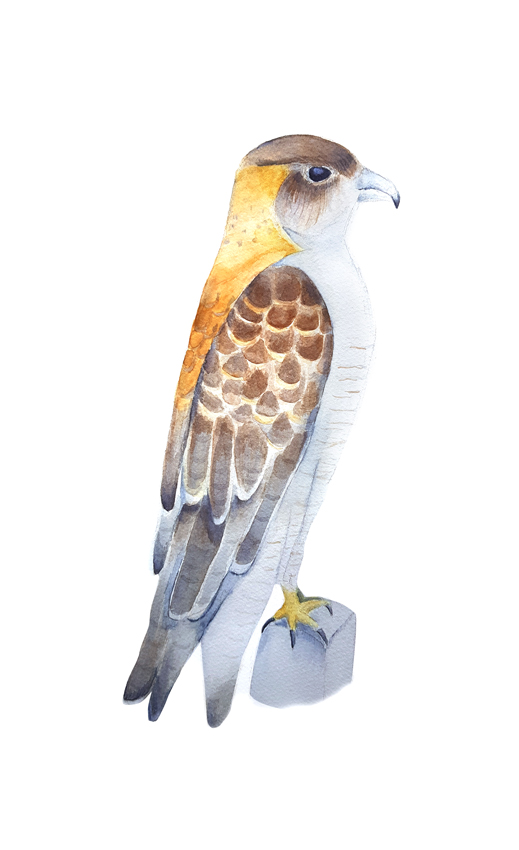 Geranoaetus-Polyosoma. Ilustradora Natalia Buckowski.