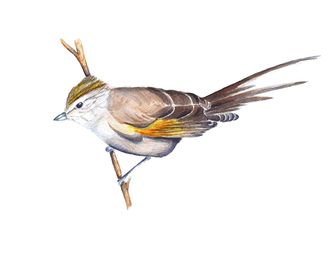 Leptasthenura-Aegithaloides. Ilustradora Natalia Buckowski.