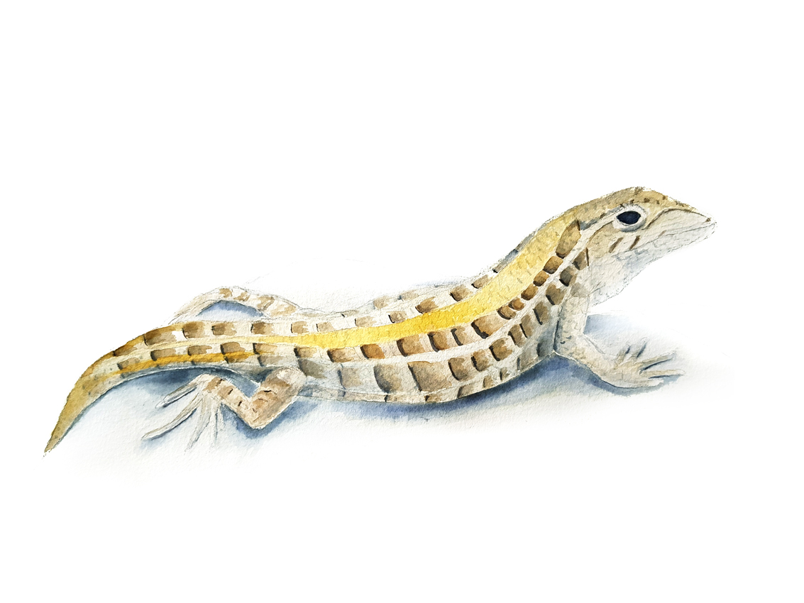 Liolaemus-lemniscatus. Ilustradora Natalia Buckowski.