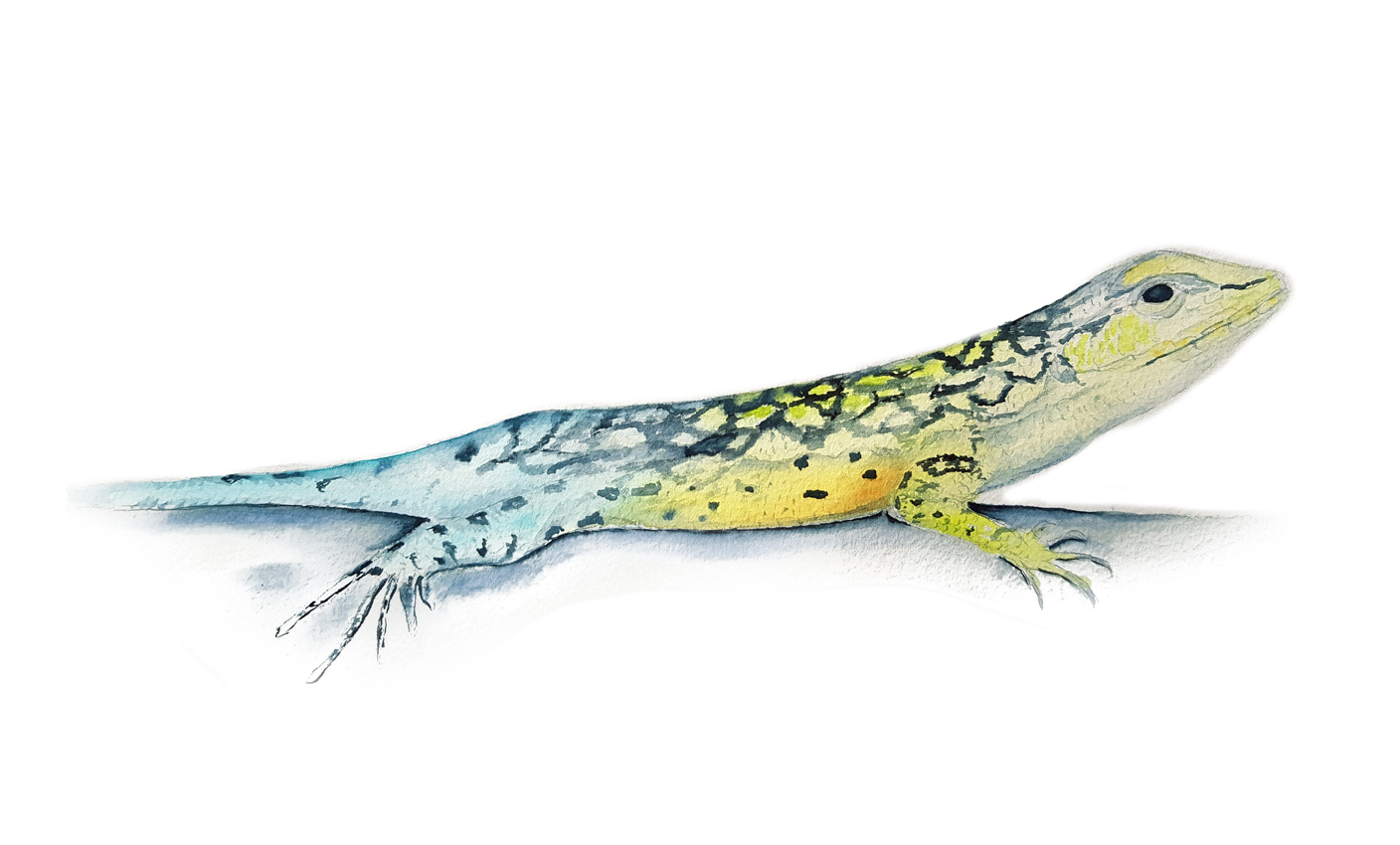 Liolaemus-tenuis. Ilustradora Natalia Buckowski.