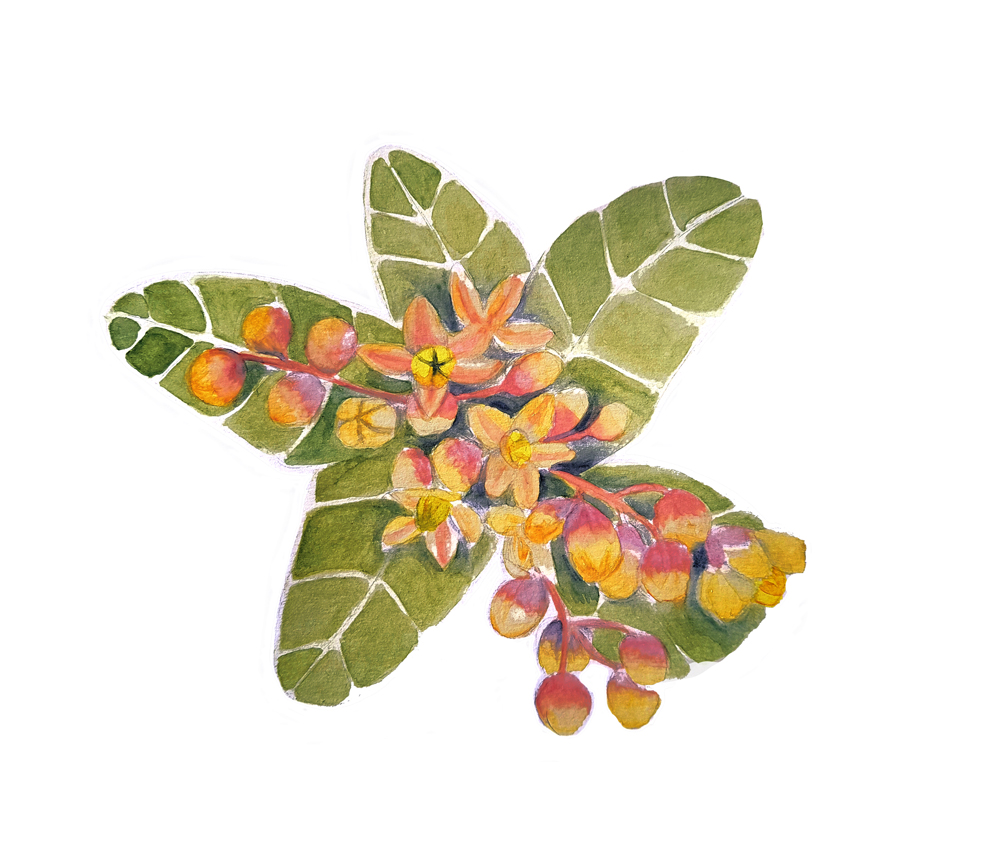 Lithraea-caustica. Ilustradora Natalia Buckowski.