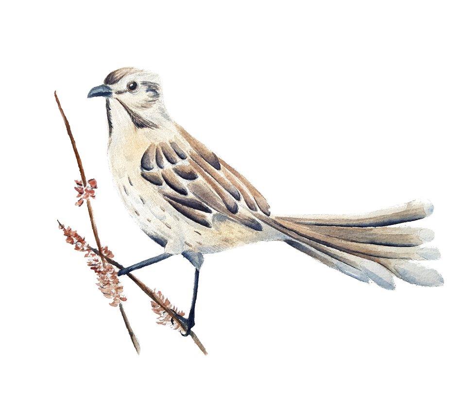 Mimus-thenca. Ilustradora Natalia Buckowski.