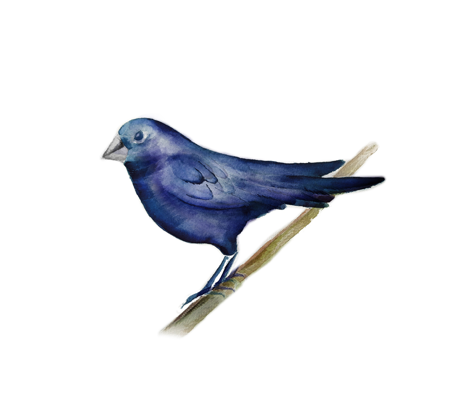 Molothrus-bonariensis. Ilustradora Natalia Buckowski.