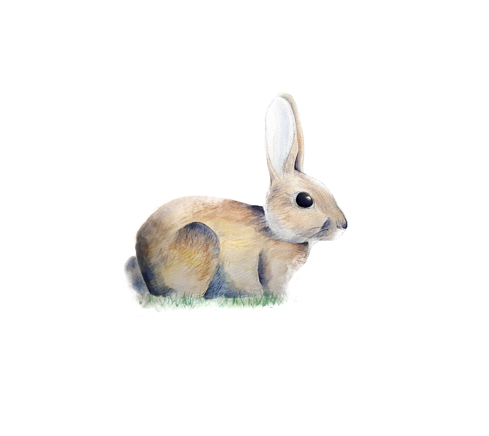 Oryctolagus-cuniculus. Ilustradora Natalia Buckowski.