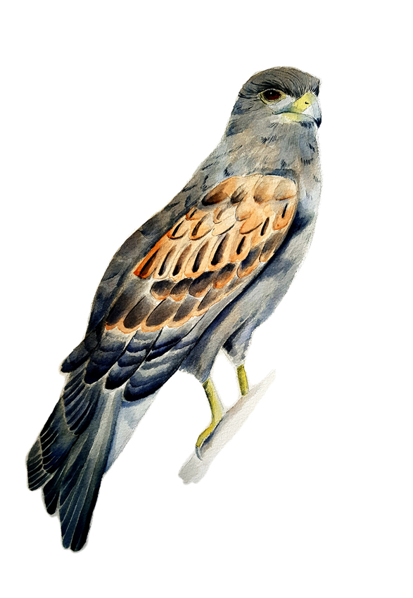Parabuteo-unicinctus. Ilustradora Natalia Buckowski.