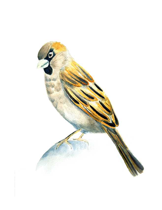 Passer-domesticus. Ilustradora Natalia Buckowski.