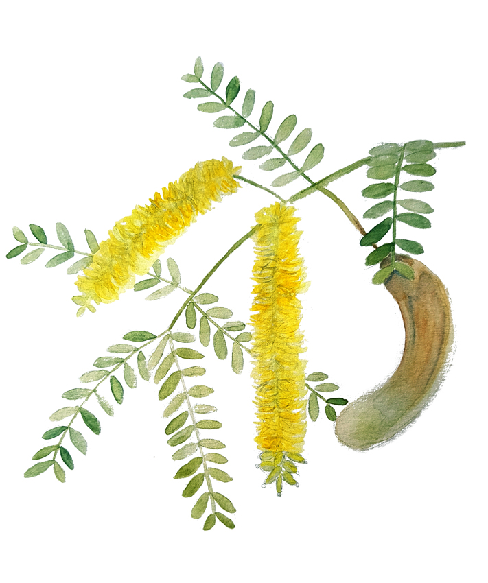 Prosopis-chilensis. Ilustradora Natalia Buckowski.