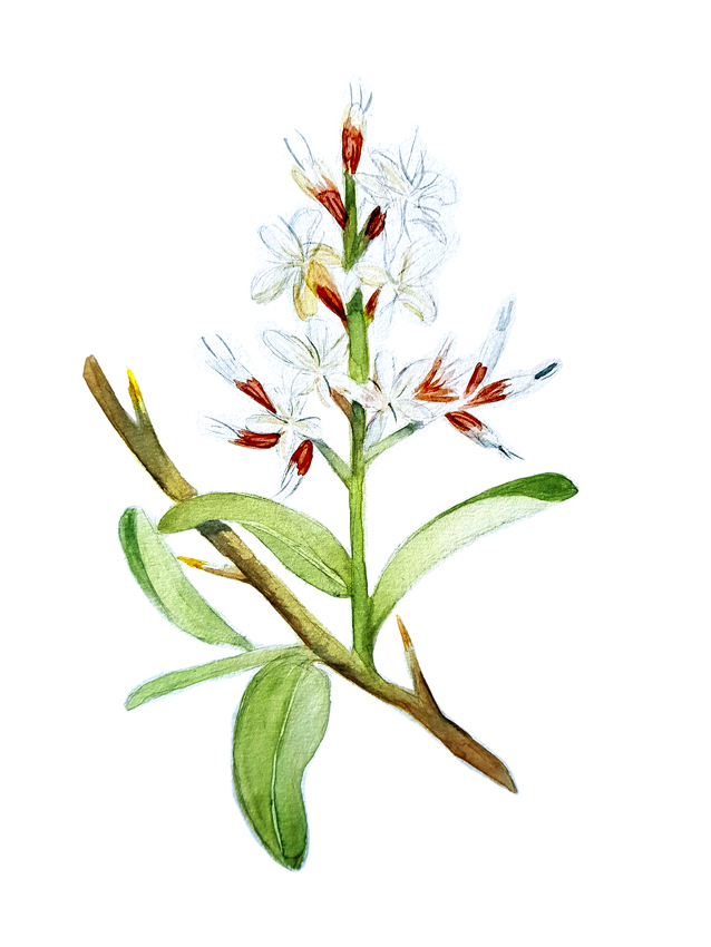 Proustia-Cunifolia. Ilustradora Natalia Buckowski.