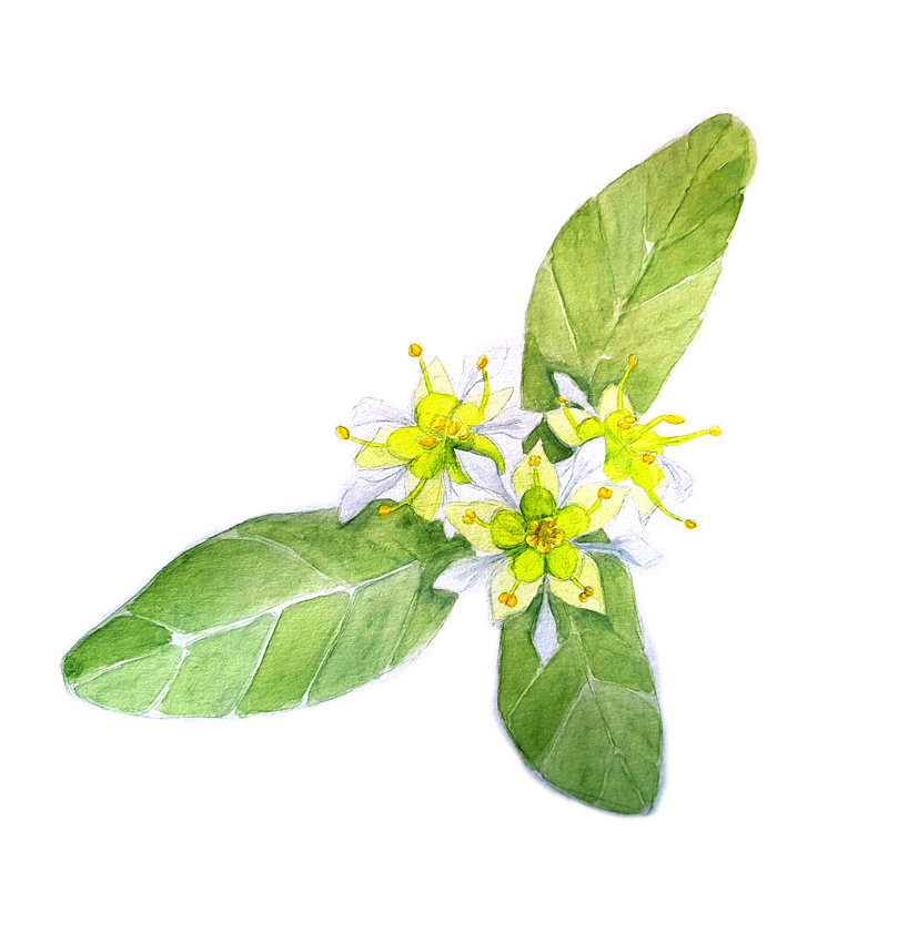 Quillaja-Saponaria. Ilustradora Natalia Buckowski.