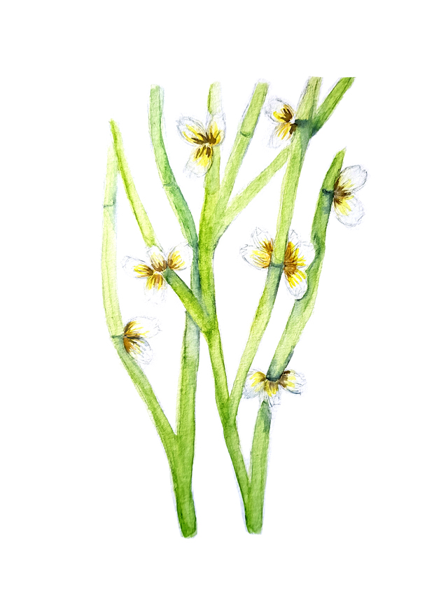 Retanilla-Ephedra. Ilustradora Natalia Buckowski.