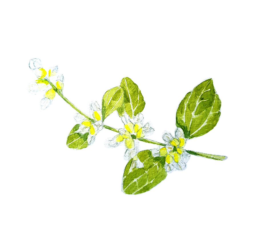 Retanilla-Trinervia. Ilustradora Natalia Buckowski.