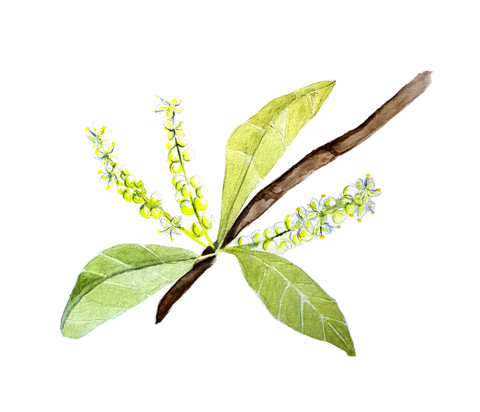 Schinus-Latifolius. Ilustradora Natalia Buckowski.