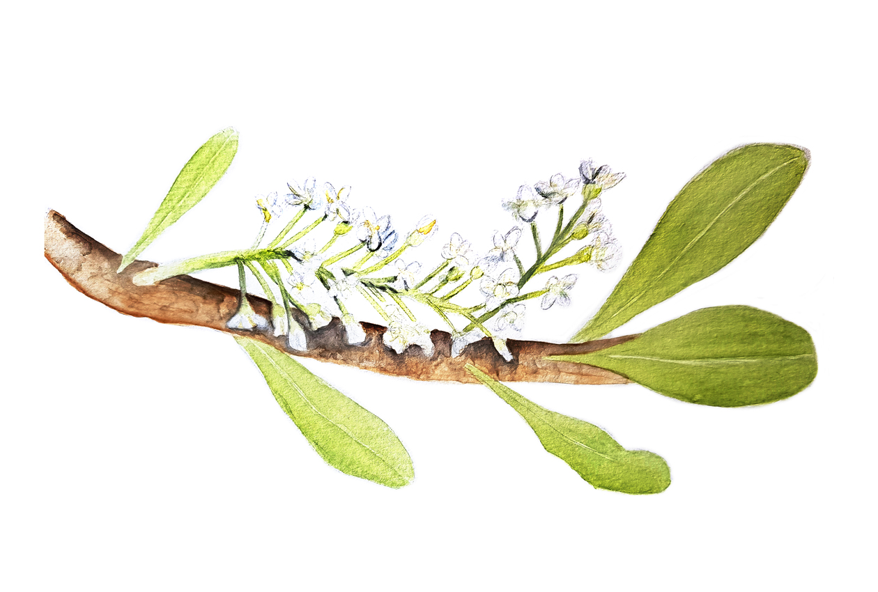 Schinus-Polygamus. Ilustradora Natalia Buckowski.