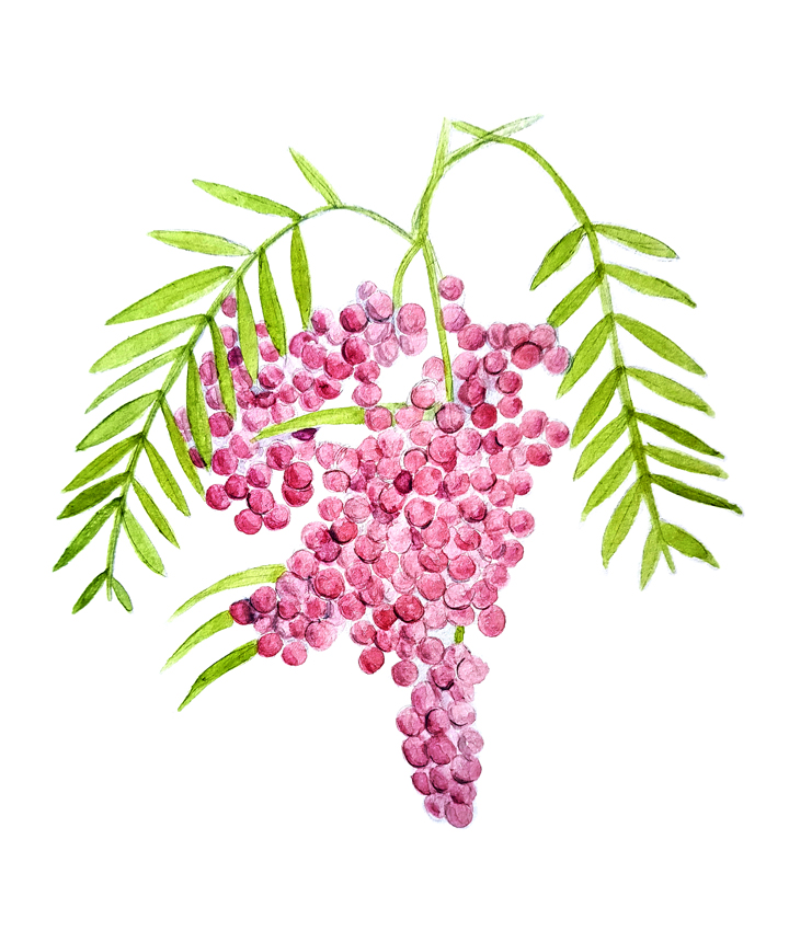 Schinus-areira. Ilustradora Natalia Buckowski.