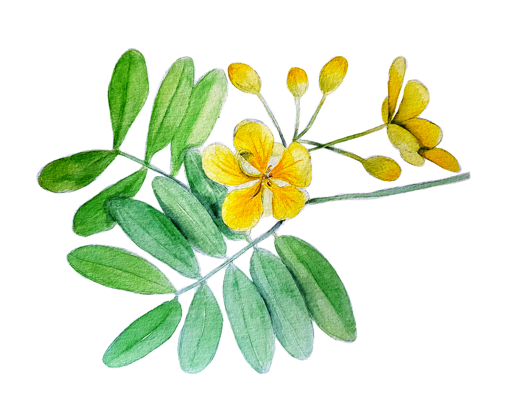 Senna-Candolleana. Ilustradora Natalia Buckowski.