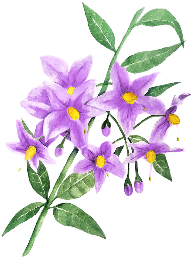 Solanum-crispum. Ilustradora Natalia Buckowski.
