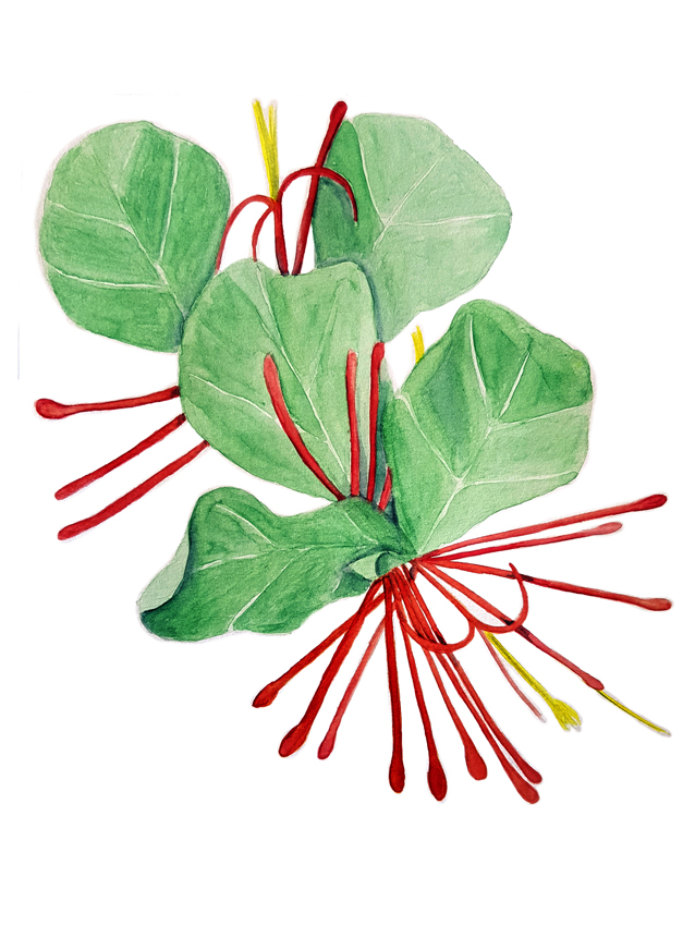 Tristerix-Corymbosus. Ilustradora Natalia Buckowski.